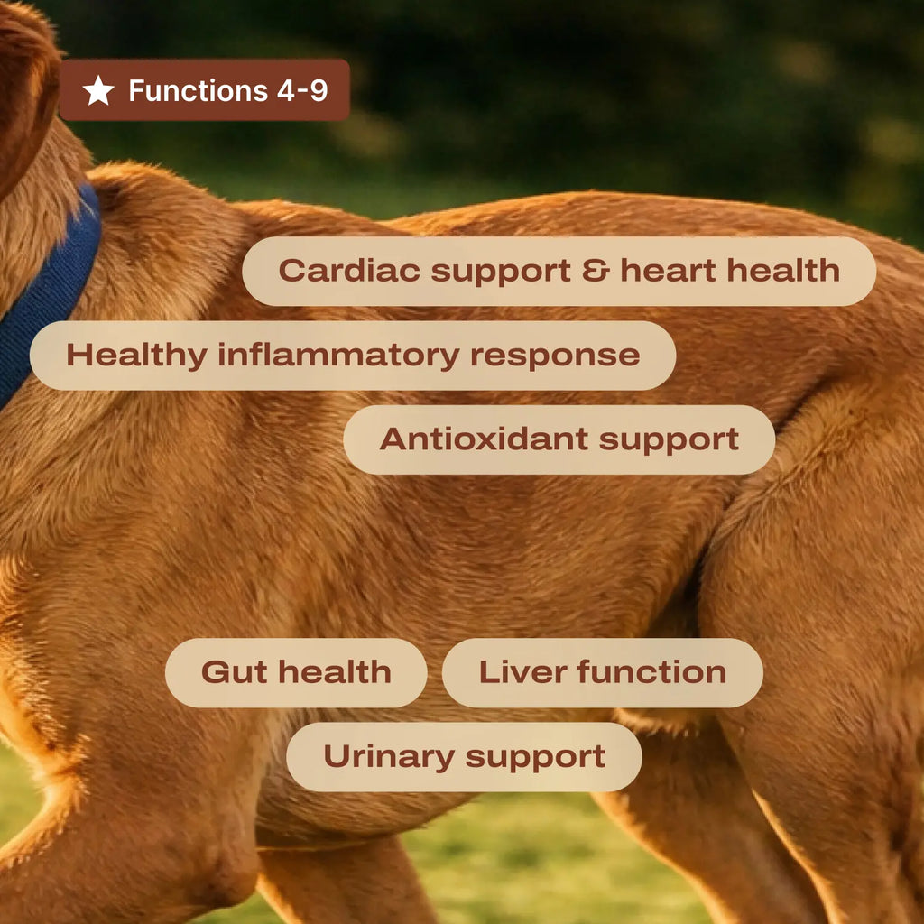 DF-14 Daily Foundation: Comprehensive 14-in-1 Dog Supplement Powder for Simplified Longevity Support with One Daily Scoop