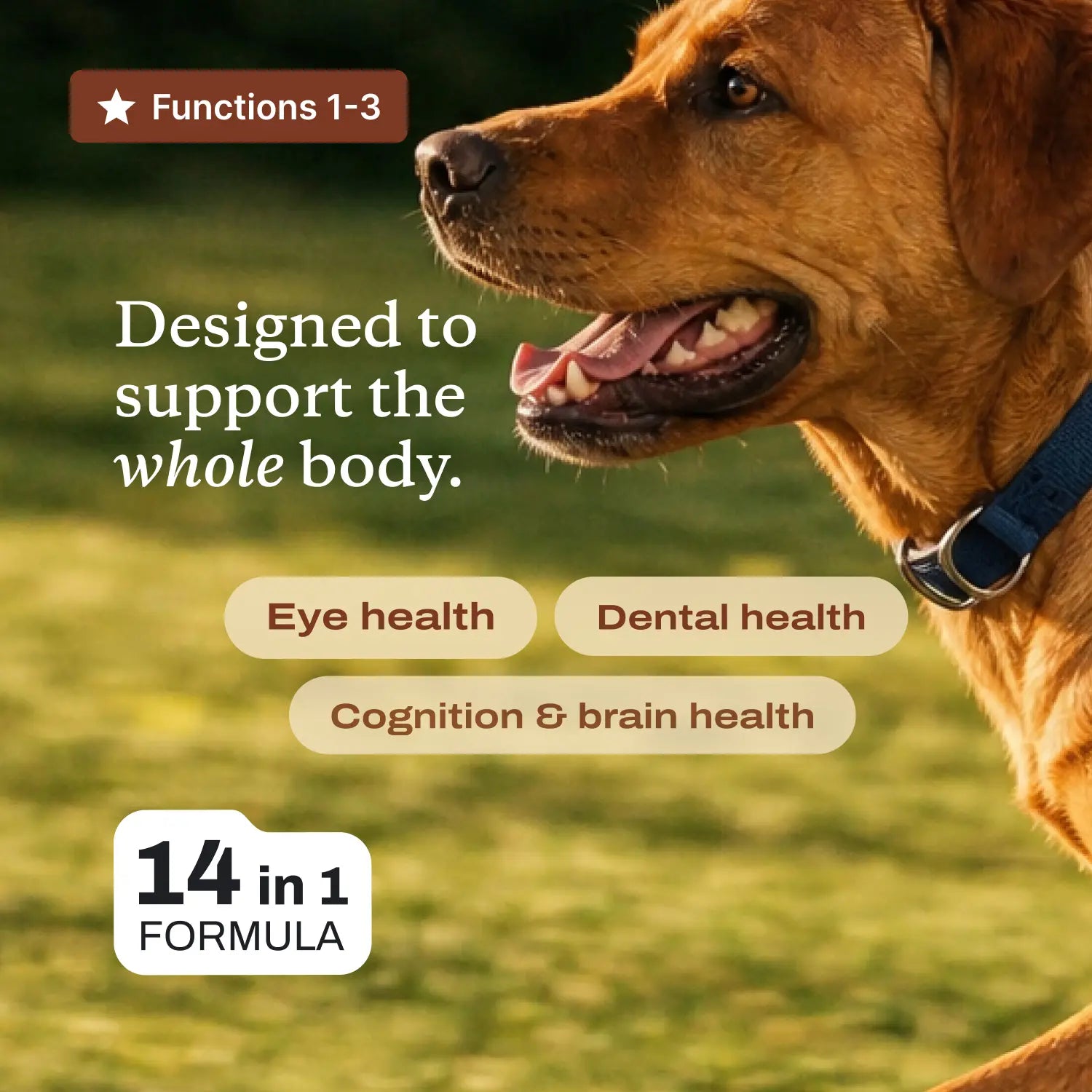DF-14 Daily Foundation: Comprehensive 14-in-1 Dog Supplement Powder for Simplified Longevity Support with One Daily Scoop