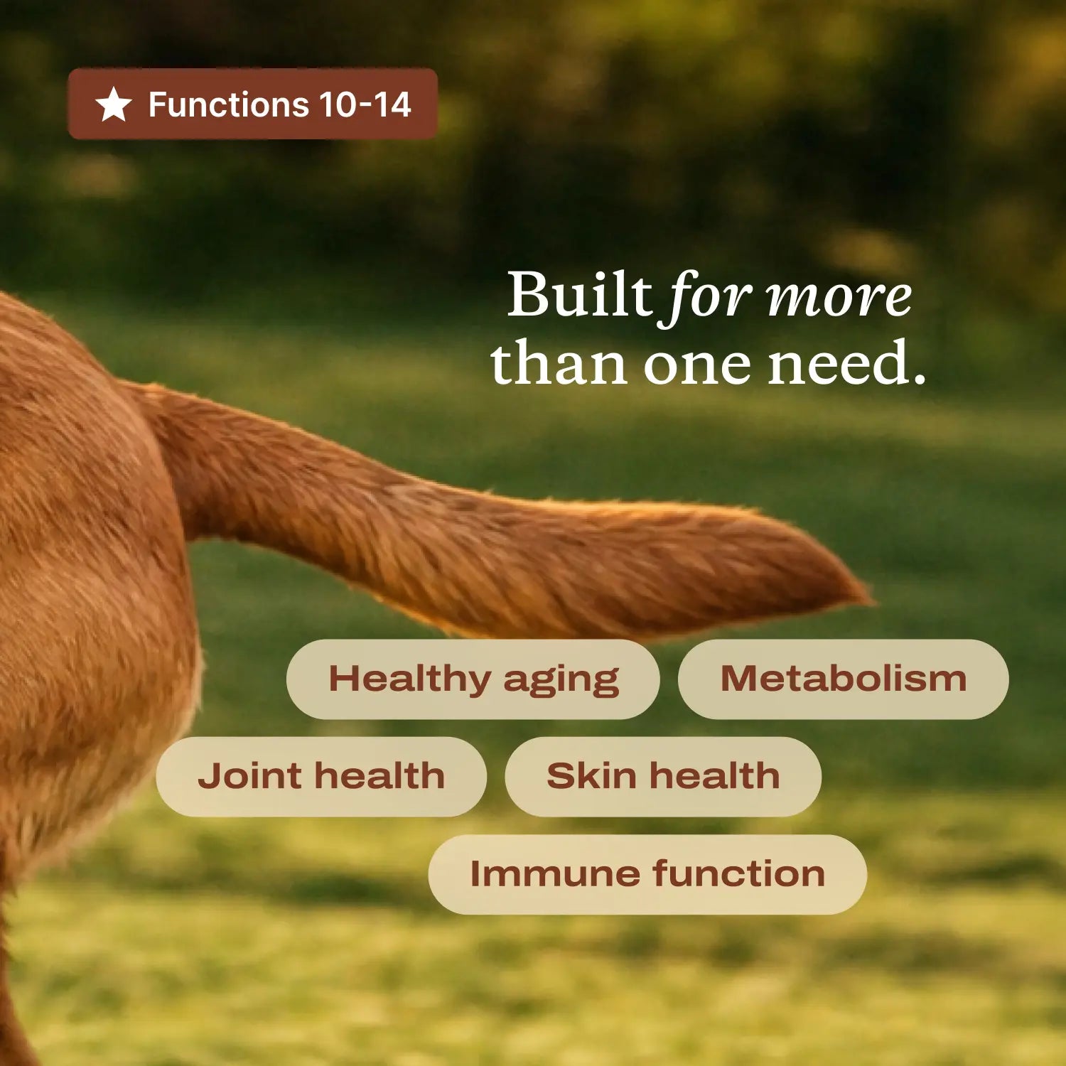 DF-14 Daily Foundation: Comprehensive 14-in-1 Dog Supplement Powder for Simplified Longevity Support with One Daily Scoop